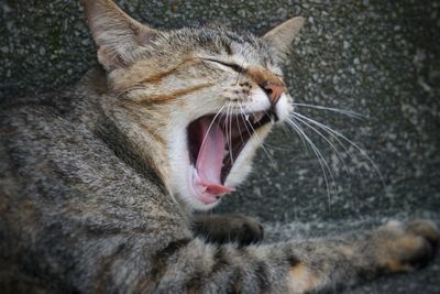 Close-up of cat yawning