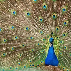 Close-up of peacock