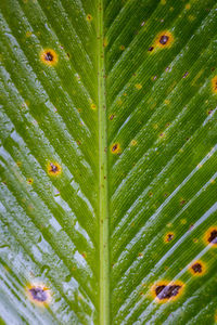 Full frame shot of green leaves