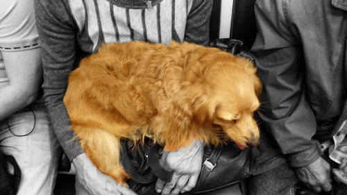 Rear view of man with dog relaxing at home