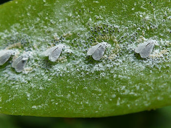 Close-up of butterfly on leaf