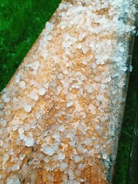 Close-up of lichen on tree trunk