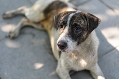 Close-up portrait of dog looking away