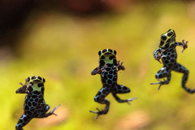 Iridescent variable poison dart frog ranitomeya variabilis is found in the tropical rain forest