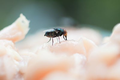 Close-up of  fly eating pork