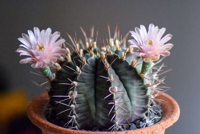 Close-up of succulent plant in pot