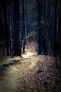 Trees in forest