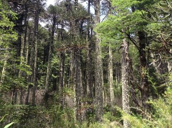 Low angle view of trees in forest