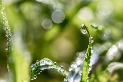 Close-up of wet plant during rainy season