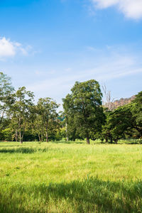 Trees on field against sky