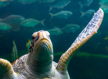 View of turtle swimming in sea