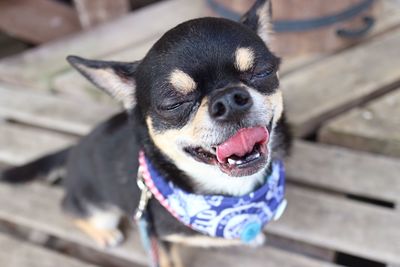 High angle portrait of dog sticking out tongue