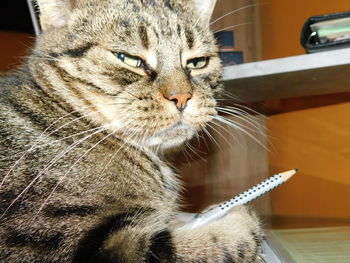 Close-up of a cat at home