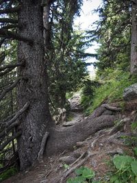 Trees growing in forest