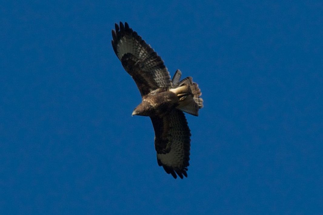 flying, bird, one animal, spread wings, bird of prey, animals in the wild, blue, animal themes, clear sky, animal wildlife, outdoors, low angle view, eagle - bird, no people, day, bald eagle, nature, close-up