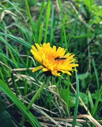 Close-up of yellow crocus blooming on field