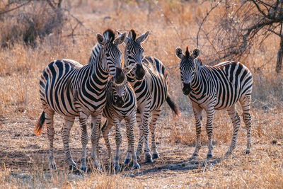 Zebra standing on landscape