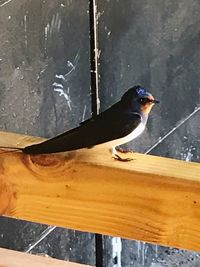 Close-up of bird perching on wood