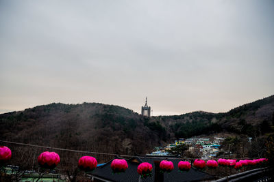 Low angle view of pink cosmos flowers blooming on field against sky