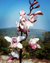 Close-up of pink flowers