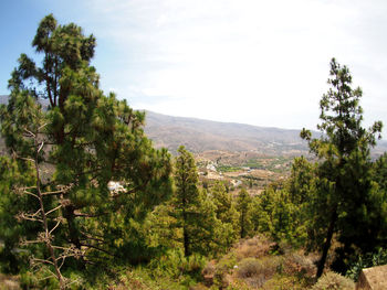 Trees on landscape against sky