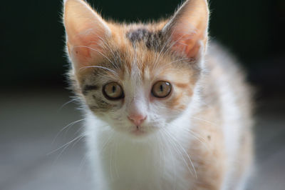 Close-up portrait of cat