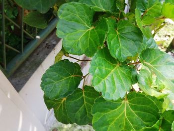 Close-up of green leaves