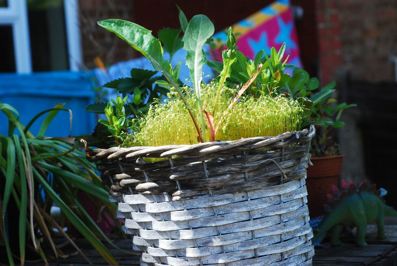 CLOSE-UP OF POTTED PLANTS IN BASKET
