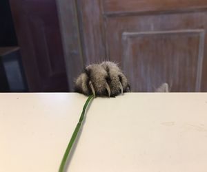 Close-up of the paw of a cat