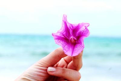 Close-up of hand holding pink flower against sea