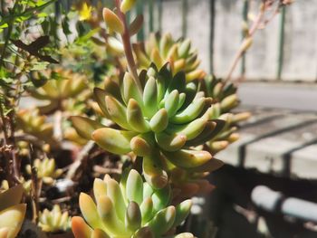 Close-up of potted plant
