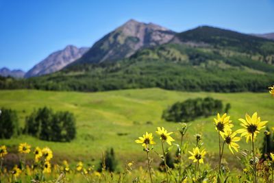 Yellow flowers on field against mountains at crested butte