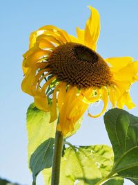 Low angle view of sunflower blooming against clear sky