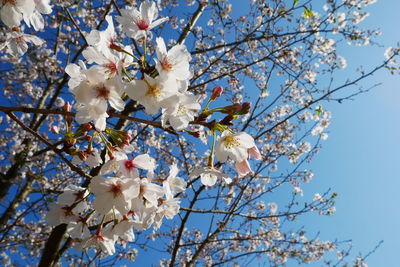 Low angle view of cherry blossoms against sky