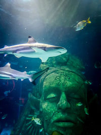 Close-up of fish swimming in aquarium