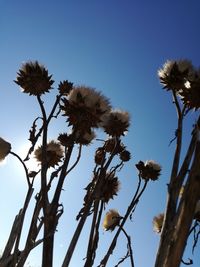 Low angle view of flower trees against clear sky