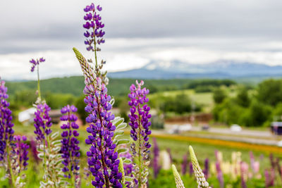 Close-up of lavender blooming in park