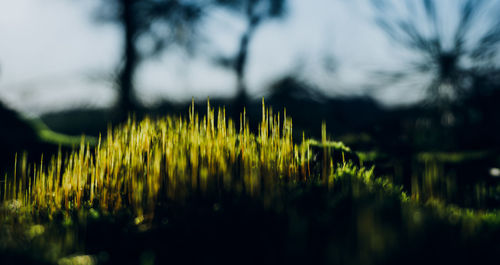 Close-up of yellow plants growing on field