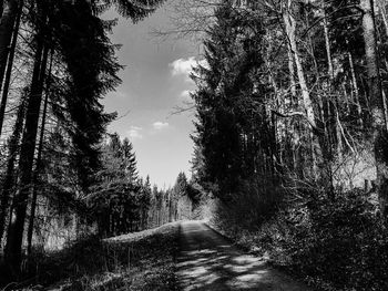 Empty road amidst trees in forest