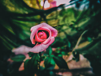 Close-up of rose against blurred background