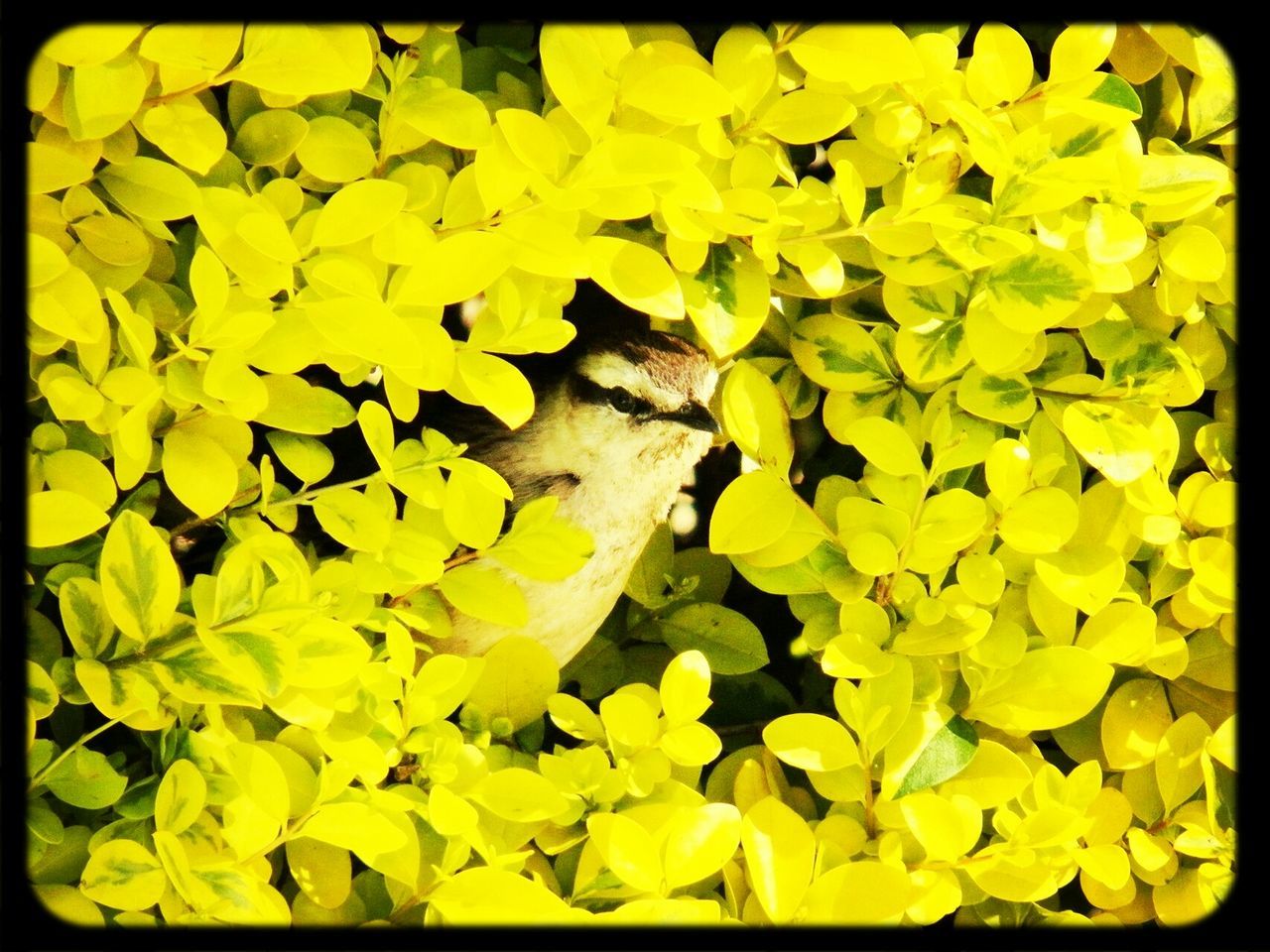 yellow, transfer print, flower, auto post production filter, growth, fragility, nature, full frame, beauty in nature, freshness, leaf, backgrounds, plant, petal, abundance, day, outdoors, no people, close-up, vibrant color