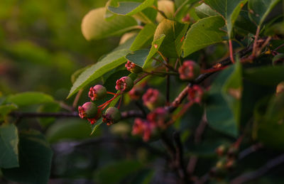 Close-up of berries growing on tree
