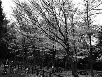 Bare trees in park against sky