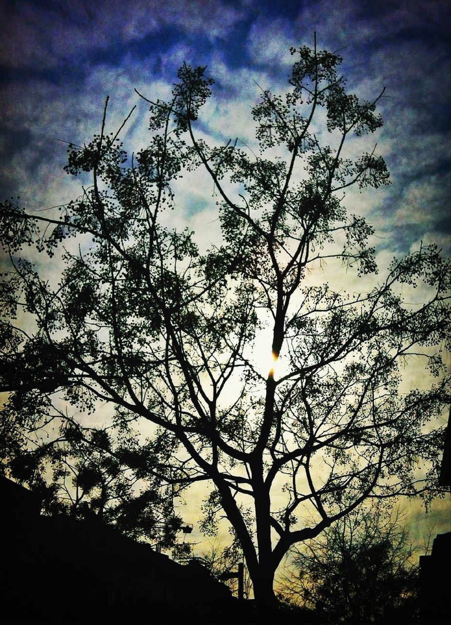 low angle view, tree, silhouette, sky, branch, bare tree, cloud - sky, nature, beauty in nature, cloud, dusk, tranquility, growth, cloudy, sunset, outdoors, tree trunk, scenics, no people, built structure