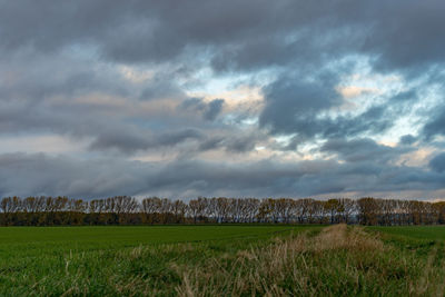 Scenic view of field against sky