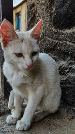 Close-up of white cat against wall