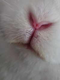 Close-up of a cat