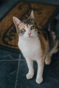 High angle portrait of cat on floor