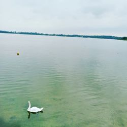 Seagulls on a lake