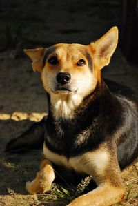 Portrait of dog sitting outdoors